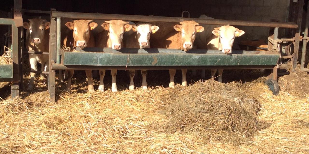 Aux Bois Dores De La Ferme De Sorval, Animaux De La Ferme, Fitness Selvigny Ngoại thất bức ảnh