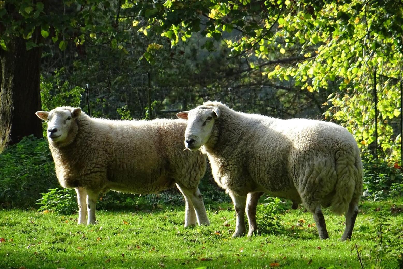 Aux Bois Dores De La Ferme De Sorval, Animaux De La Ferme, Fitness Selvigny Ngoại thất bức ảnh